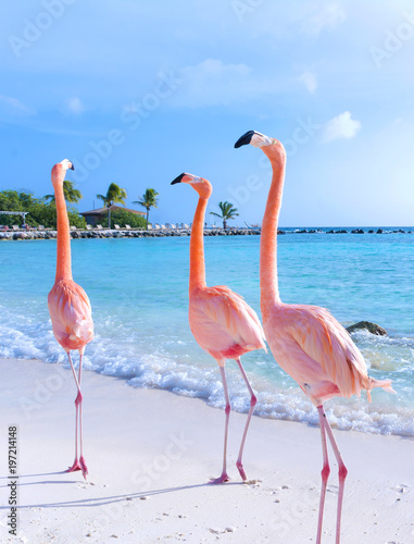 Plakat Pink flamingo walking on the beach