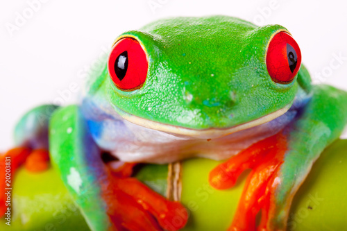 Fototapeta żaba samochód natura zwierzę