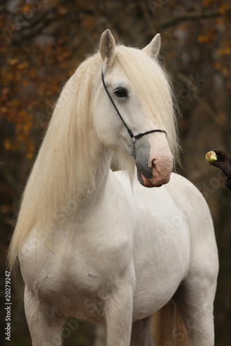 Naklejka piękny portret ogier