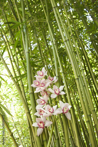 Fototapeta hawaje kwiat tropikalny