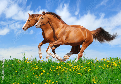 Fototapeta Dwa galopujące konie