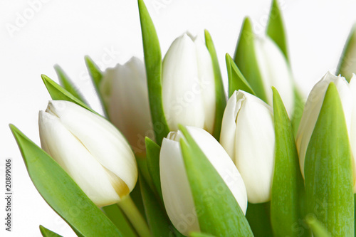 Naklejka bukiet kwiat tulipan biały makro