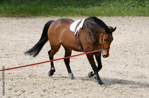 Fototapeta koń sport jazda konna