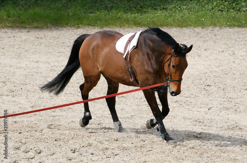 Obraz na płótnie koń sport jazda konna