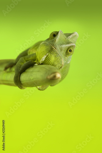 Plakat zwierzę kameleon gad
