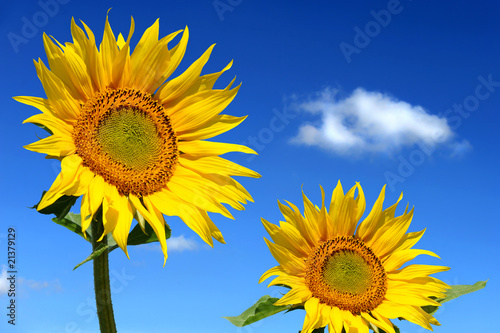 Obraz na płótnie słońce ogród kwiat natura