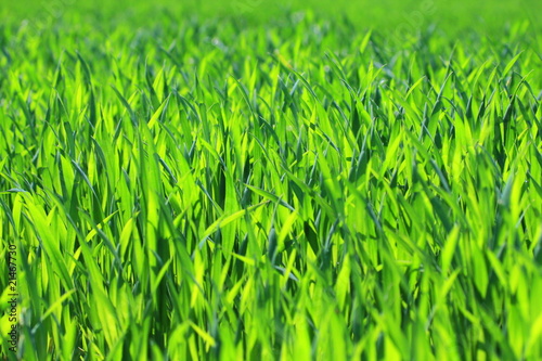 Obraz na płótnie natura trawa roślina