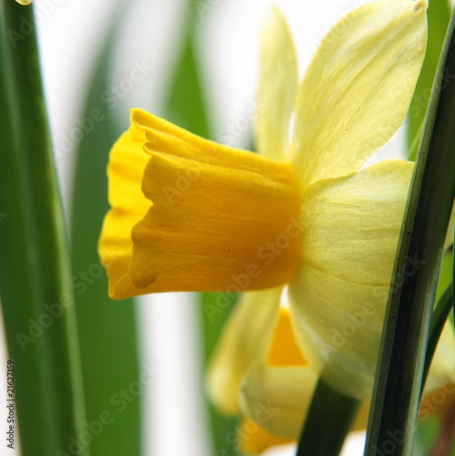 Obraz na płótnie roślina kwiat ogród narcyz