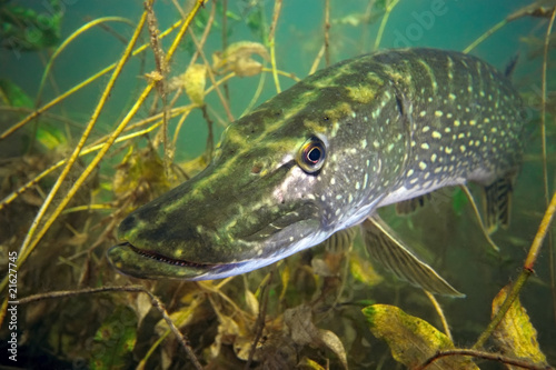 Obraz na płótnie trawa natura dziki zwierzę podwodne