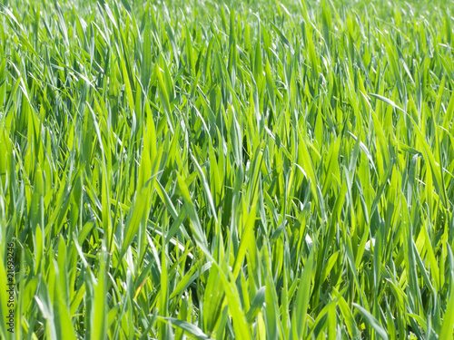 Obraz na płótnie świeży pole trawa pszenica rolnictwo