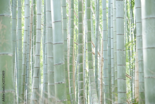 Naklejka las zen roślina bambus japonia