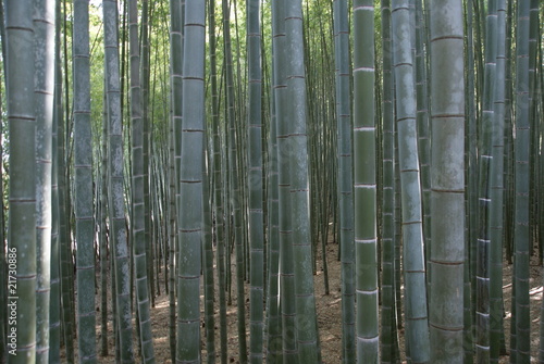 Fototapeta azja zen japonia las