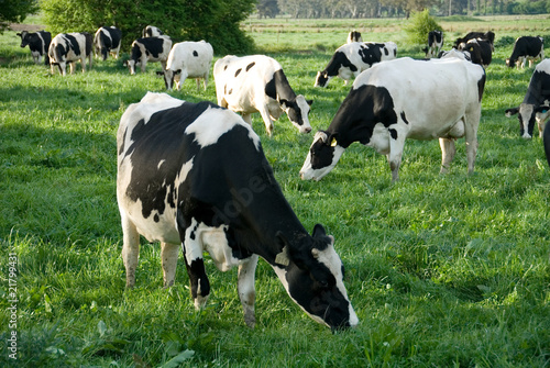 Obraz na płótnie pastwisko zwierzę wiejski stado natura