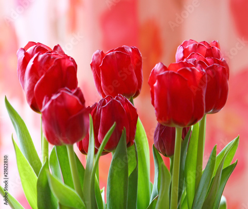 Obraz na płótnie kwiat tulipan bukiet