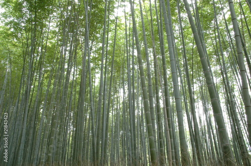 Naklejka zen świeży bambus
