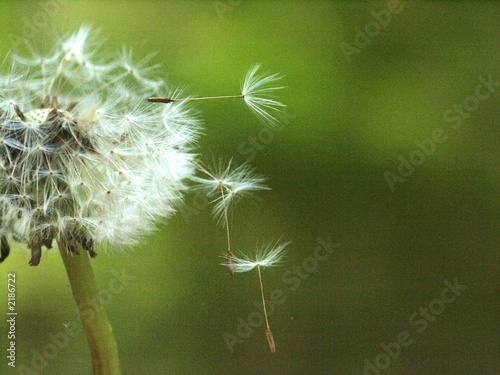 Plakat mniszek mniszek pospolity nasienie lea alergia