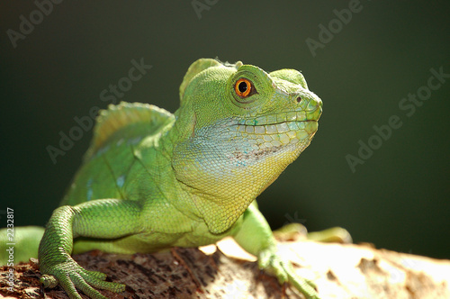 Plakat portret gadowi iguana gekko zielony