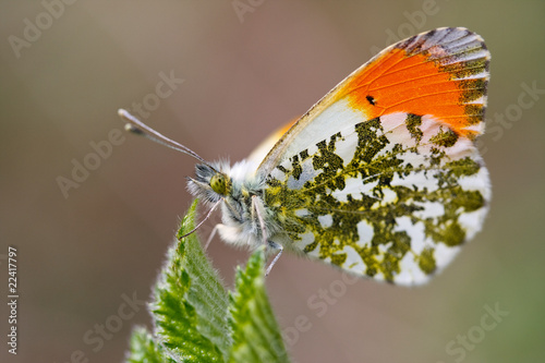 Plakat motyl lato natura ładny