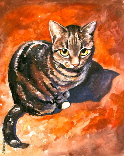 Plakat Obraz kota