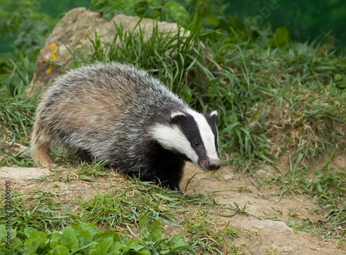 Plakat natura anglia ssak zwierzę