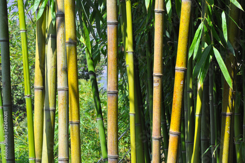 Naklejka chiny azja tajlandia bambus