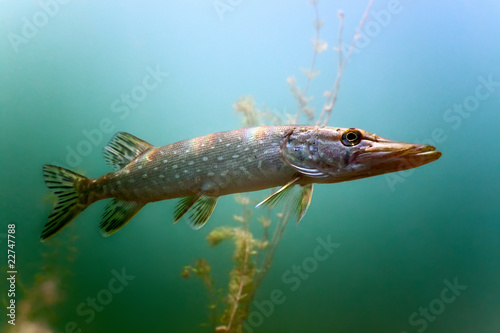 Naklejka woda zwierzę fauna ryba