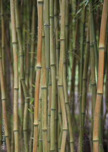 Obraz na płótnie natura roślina bambus flora