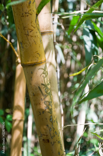 Obraz na płótnie bambus las zen