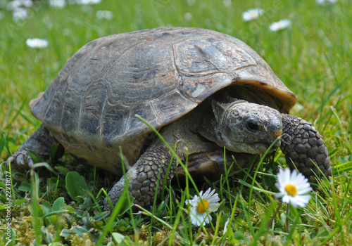 Plakat zdrowy żółw gad natura stokrotka