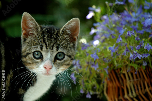 Fotoroleta Mały kotek z kwiatami