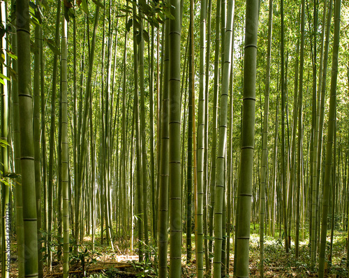 Fotoroleta zen park drzewa azja