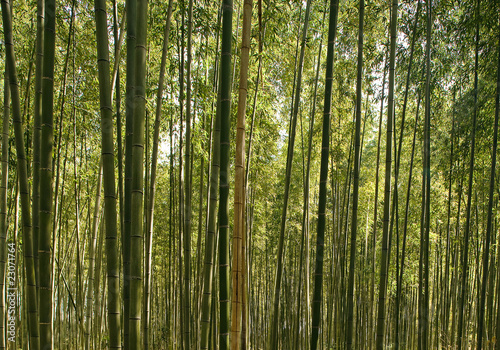 Naklejka roślina słońce natura las bambus