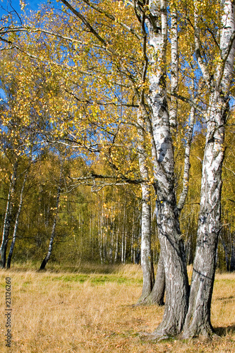 Naklejka park jesień trawa drzewa