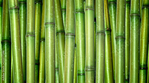 Fototapeta japoński tropikalny bambus ogród
