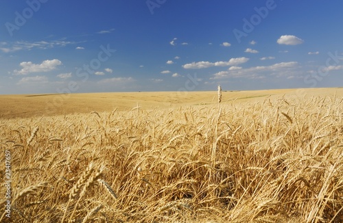 Fotoroleta pszenica wieś zboże natura