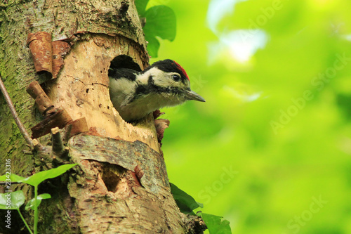 Naklejka lato ogród drzewa las natura