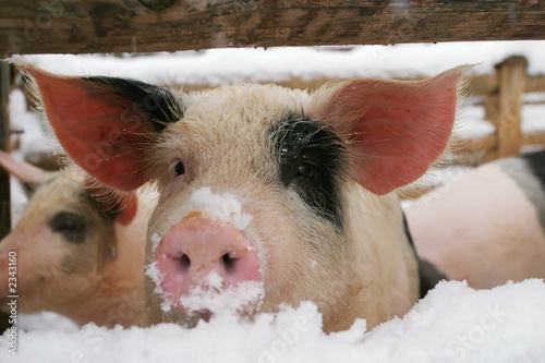 Naklejka świnia portret śnieg zwierzę