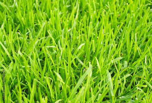Obraz na płótnie roślina stadion trawa