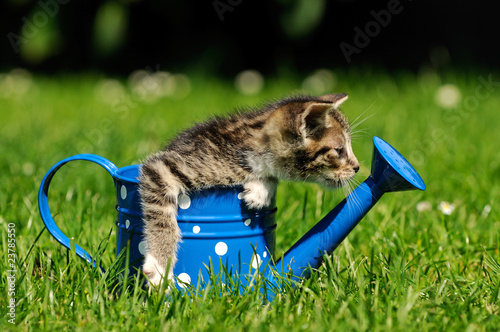 Fotoroleta kot kubek trawa zwierzę