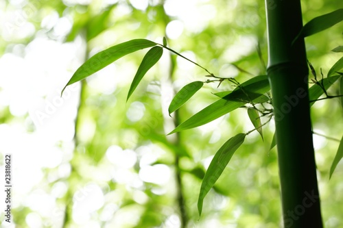 Fototapeta orientalne japonia spokój natura azjatycki