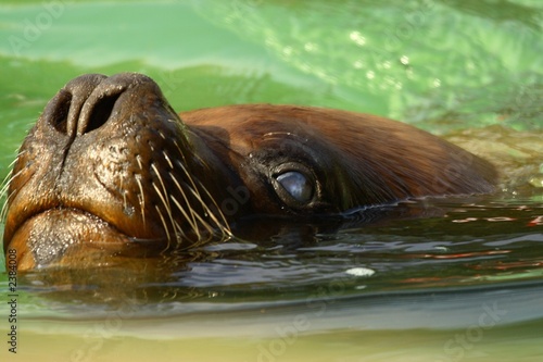 Obraz na płótnie oko lew zoo foka lew morski