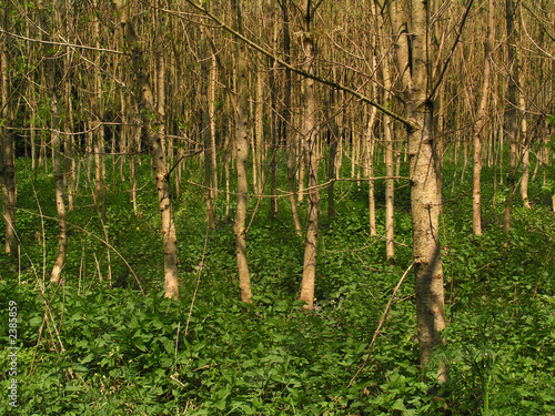 Naklejka park krajobraz roślinność natura