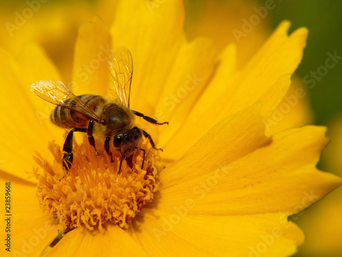 Naklejka kwiat pyłek zajęty bee