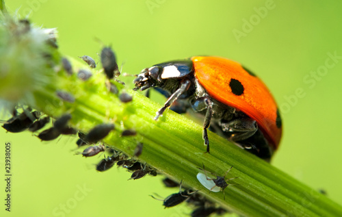 Fotoroleta natura zwierzę bezdroża punkt indeksowania