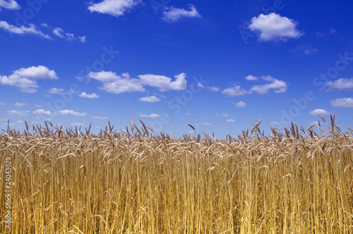 Fototapeta rolnictwo jedzenie lato mąka