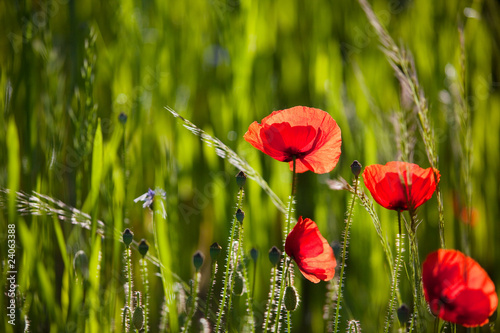 Fotoroleta ładny pole trawa kwiat