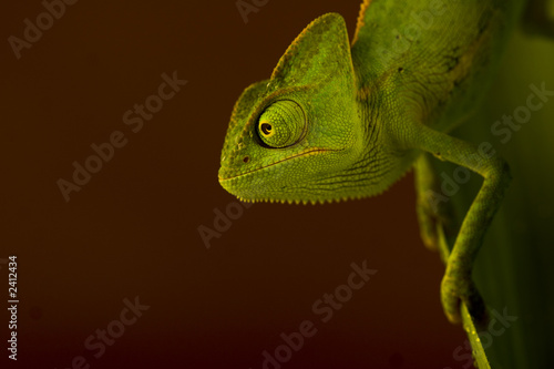 Naklejka las kameleon zwierzę roślinność