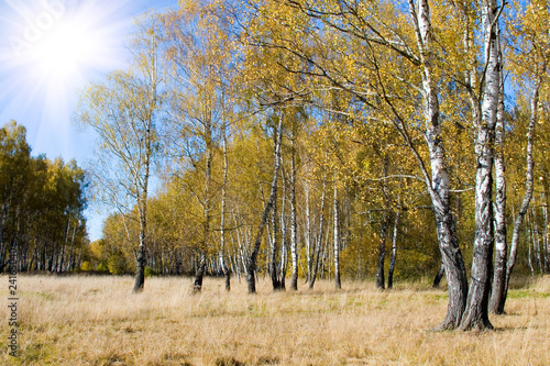 Naklejka słońce park trawa