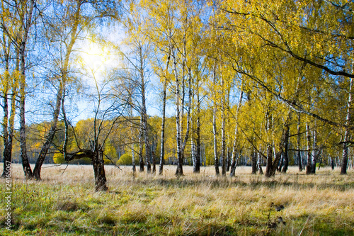 Naklejka aleja słońce las jesień park