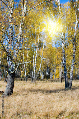 Naklejka jesień park natura trawa